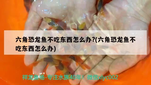 六角恐龍魚(yú)不吃東西怎么辦？(六角恐龍魚(yú)不吃東西怎么辦)