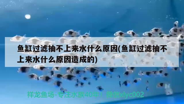 魚缸過濾抽不上來水什么原因(魚缸過濾抽不上來水什么原因造成的) 祥禾Super Red紅龍魚