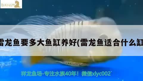 雷龍魚要多大魚缸養(yǎng)好(雷龍魚適合什么缸)