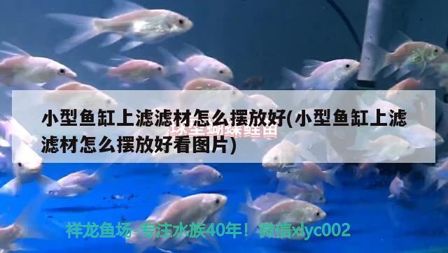 小型魚缸上濾濾材怎么擺放好(小型魚缸上濾濾材怎么擺放好看圖片) 水草