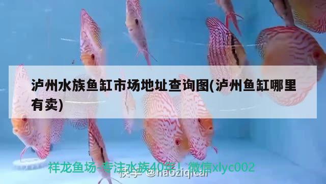 瀘州水族魚缸市場地址查詢圖(瀘州魚缸哪里有賣) 蘇虎苗（蘇門答臘虎魚苗）