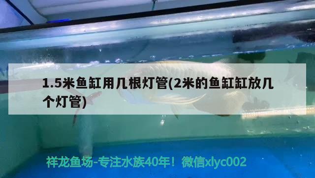 1.5米魚(yú)缸用幾根燈管(2米的魚(yú)缸缸放幾個(gè)燈管) 星點(diǎn)金龍魚(yú)