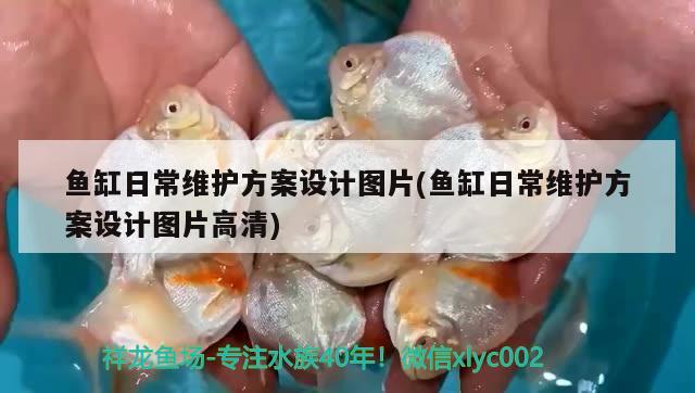 魚缸日常維護(hù)方案設(shè)計(jì)圖片(魚缸日常維護(hù)方案設(shè)計(jì)圖片高清) 水族世界