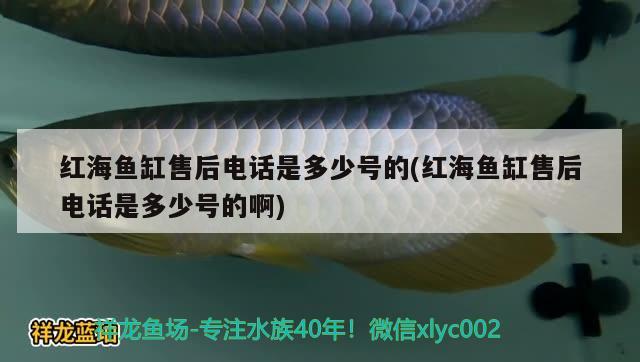 紅海魚缸售后電話是多少號的(紅海魚缸售后電話是多少號的啊)