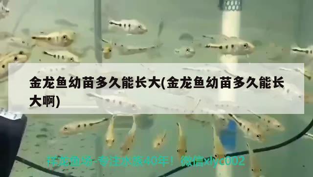 金龍魚幼苗多久能長大(金龍魚幼苗多久能長大啊) 印尼虎苗