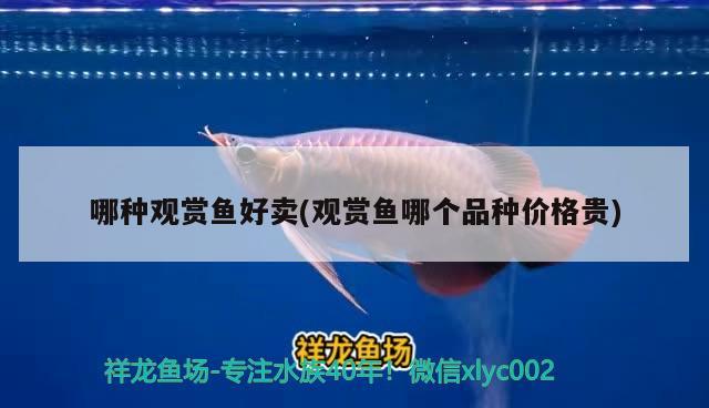 哪種觀賞魚(yú)好賣(觀賞魚(yú)哪個(gè)品種價(jià)格貴) 泰國(guó)虎魚(yú)