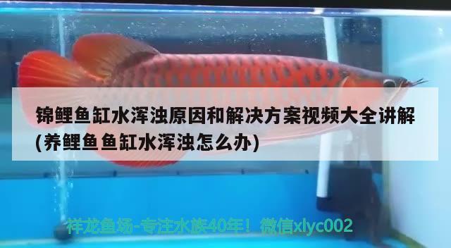 錦鯉魚缸水渾濁原因和解決方案視頻大全講解(養(yǎng)鯉魚魚缸水渾濁怎么辦) 狗仔招財(cái)貓魚 第2張