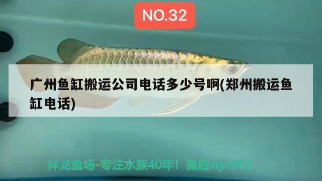 廣州魚缸搬運(yùn)公司電話多少號(hào)啊(鄭州搬運(yùn)魚缸電話)