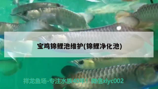 寶雞錦鯉池維護(hù)(錦鯉凈化池) 七紋巨鯉魚