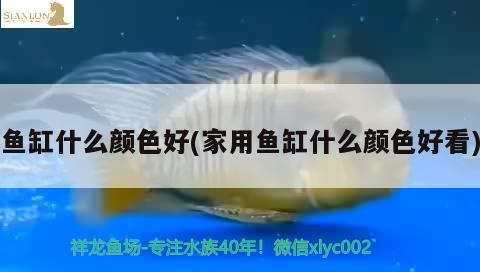 魚缸什么顏色好(家用魚缸什么顏色好看) 羽毛刀魚苗