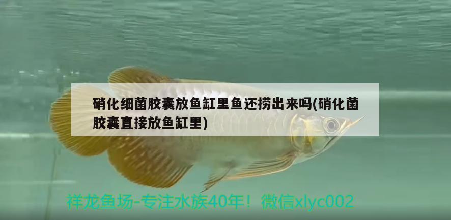 硝化細(xì)菌膠囊放魚缸里魚還撈出來嗎(硝化菌膠囊直接放魚缸里) 硝化細(xì)菌