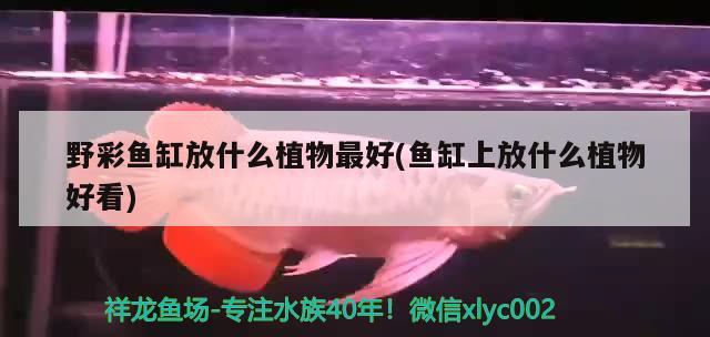 野彩魚缸放什么植物最好(魚缸上放什么植物好看)