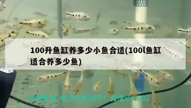 100升魚缸養(yǎng)多少小魚合適(100l魚缸適合養(yǎng)多少魚)