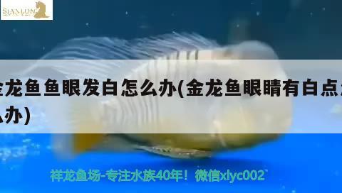 金龍魚魚眼發(fā)白怎么辦(金龍魚眼睛有白點怎么辦)