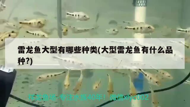 雷龍魚大型有哪些種類(大型雷龍魚有什么品種?)