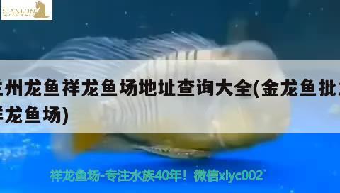 蘭州龍魚祥龍魚場地址查詢大全(金龍魚批發(fā)祥龍魚場)