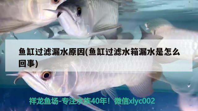 魚缸過濾漏水原因(魚缸過濾水箱漏水是怎么回事)