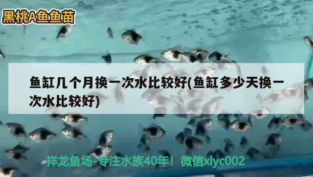 魚缸幾個月?lián)Q一次水比較好(魚缸多少天換一次水比較好) 印尼虎苗