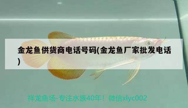 金龍魚供貨商電話號(hào)碼(金龍魚廠家批發(fā)電話) 黑桃A魚