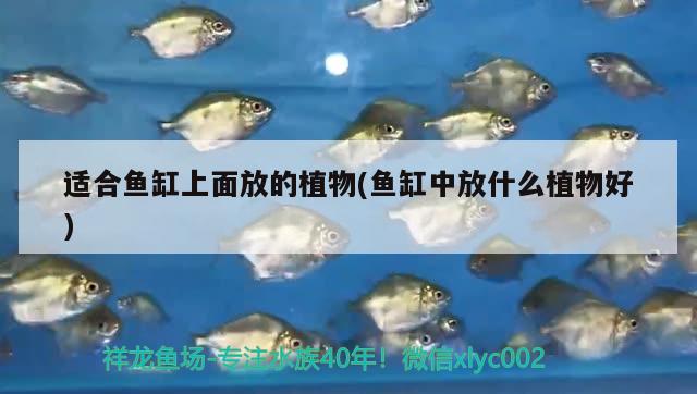 適合魚缸上面放的植物(魚缸中放什么植物好) 觀賞魚市場