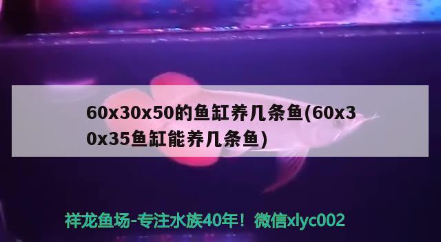 60x30x50的魚缸養(yǎng)幾條魚(60x30x35魚缸能養(yǎng)幾條魚) 印尼虎苗