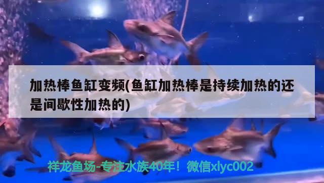 加熱棒魚缸變頻(魚缸加熱棒是持續(xù)加熱的還是間歇性加熱的)