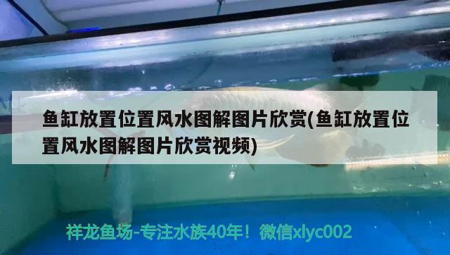 魚缸放置位置風水圖解圖片欣賞(魚缸放置位置風水圖解圖片欣賞視頻)