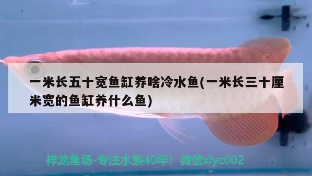 一米長(zhǎng)五十寬魚(yú)缸養(yǎng)啥冷水魚(yú)(一米長(zhǎng)三十厘米寬的魚(yú)缸養(yǎng)什么魚(yú)) 黃金斑馬魚(yú) 第2張