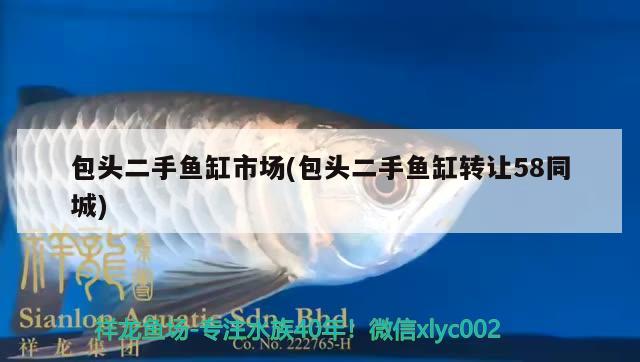 包頭二手魚缸市場(包頭二手魚缸轉(zhuǎn)讓58同城) 泰國虎魚（泰虎）