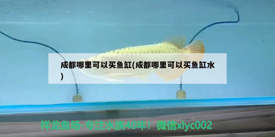 成都哪里可以買魚缸(成都哪里可以買魚缸水) 野彩魚