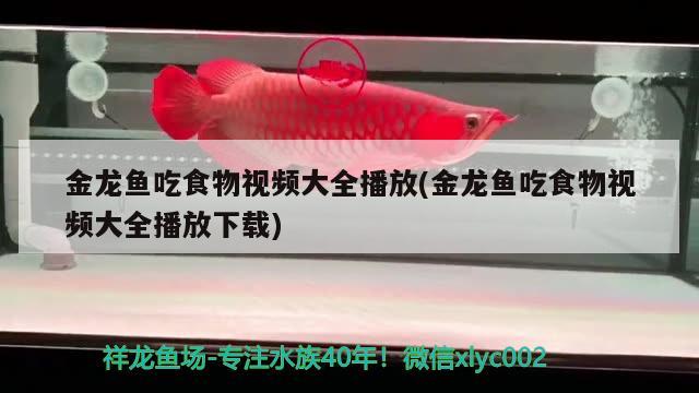 金龍魚吃食物視頻大全播放(金龍魚吃食物視頻大全播放下載)