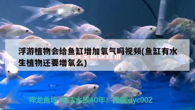 浮游植物會(huì)給魚(yú)缸增加氧氣嗎視頻(魚(yú)缸有水生植物還要增氧么) 紅龍福龍魚(yú)