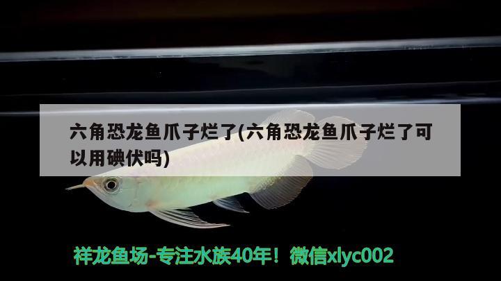 六角恐龍魚爪子爛了(六角恐龍魚爪子爛了可以用碘伏嗎) 廣州水族器材濾材批發(fā)市場