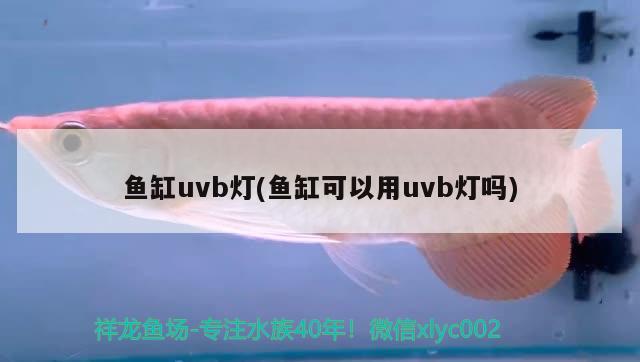 魚缸uvb燈(魚缸可以用uvb燈嗎) 招財戰(zhàn)船魚