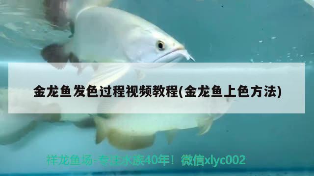 金龍魚發(fā)色過程視頻教程(金龍魚上色方法) 蘇虎苗（蘇門答臘虎魚苗）