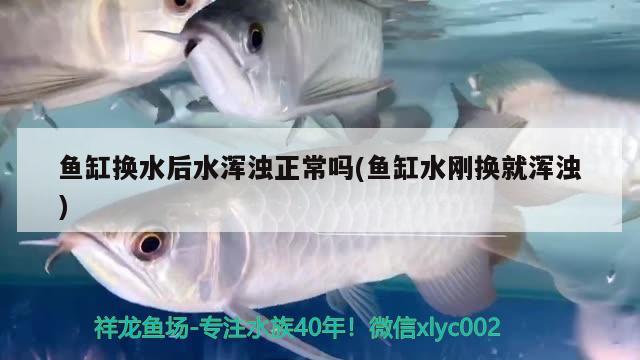 魚缸換水后水渾濁正常嗎(魚缸水剛換就渾濁)