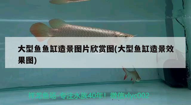 大型魚魚缸造景圖片欣賞圖(大型魚缸造景效果圖) 綠皮皇冠豹魚