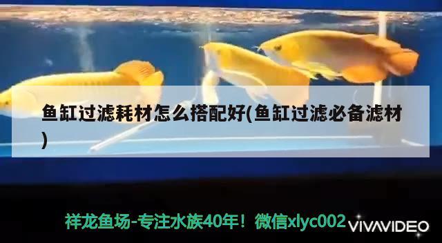 魚缸過濾耗材怎么搭配好(魚缸過濾必備濾材) 祥龍水族護理水