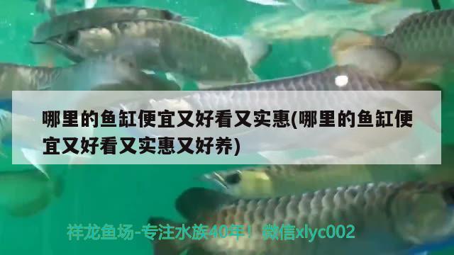 哪里的魚缸便宜又好看又實惠(哪里的魚缸便宜又好看又實惠又好養(yǎng)) 飛鳳魚苗