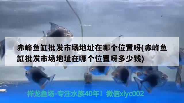 赤峰魚缸批發(fā)市場地址在哪個位置呀(赤峰魚缸批發(fā)市場地址在哪個位置呀多少錢)