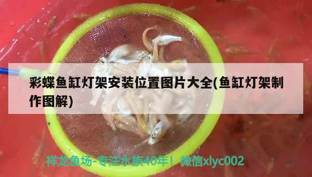 彩蝶魚缸燈架安裝位置圖片大全(魚缸燈架制作圖解) BD魟魚