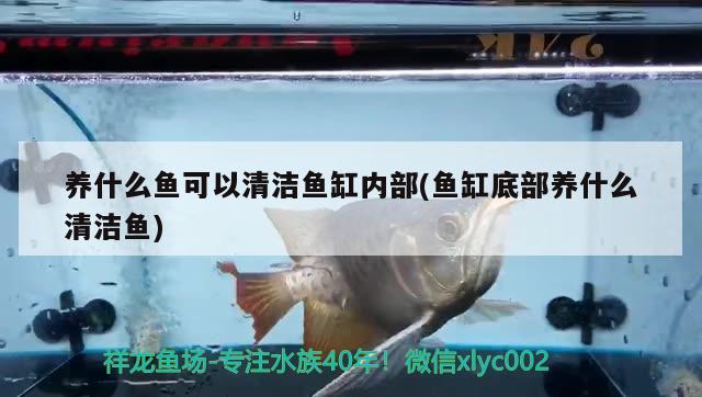 養(yǎng)什么魚可以清潔魚缸內(nèi)部(魚缸底部養(yǎng)什么清潔魚)