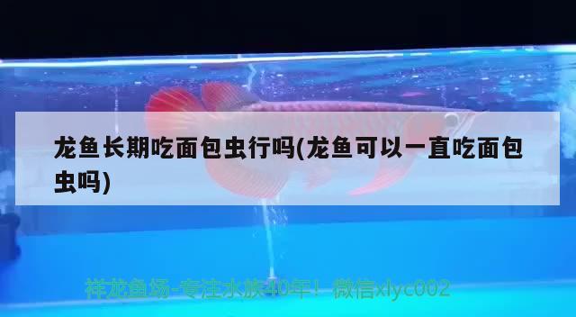 龍魚長期吃面包蟲行嗎(龍魚可以一直吃面包蟲嗎) 黃金貓魚