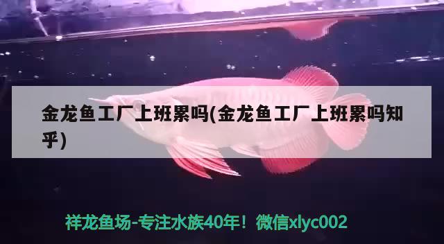 金龍魚工廠上班累嗎(金龍魚工廠上班累嗎知乎) 慈雕魚