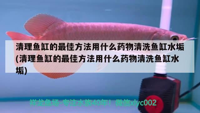 清理魚缸的最佳方法用什么藥物清洗魚缸水垢(清理魚缸的最佳方法用什么藥物清洗魚缸水垢) 黃鰭鯧魚