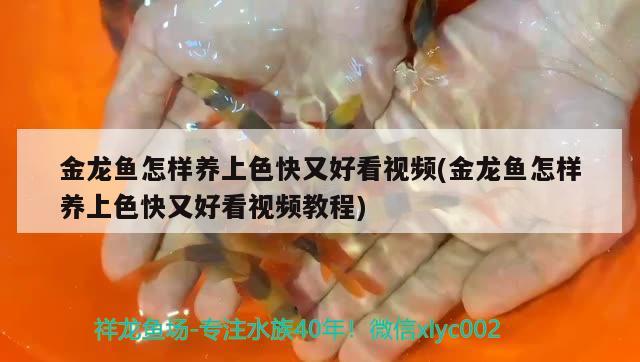 金龍魚怎樣養(yǎng)上色快又好看視頻(金龍魚怎樣養(yǎng)上色快又好看視頻教程) 福滿鉆魚