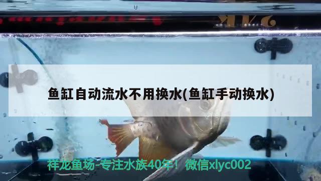 魚缸自動流水不用換水(魚缸手動換水) 蘇虎