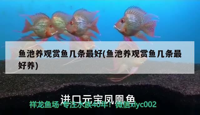 魚池養(yǎng)觀賞魚幾條最好(魚池養(yǎng)觀賞魚幾條最好養(yǎng))