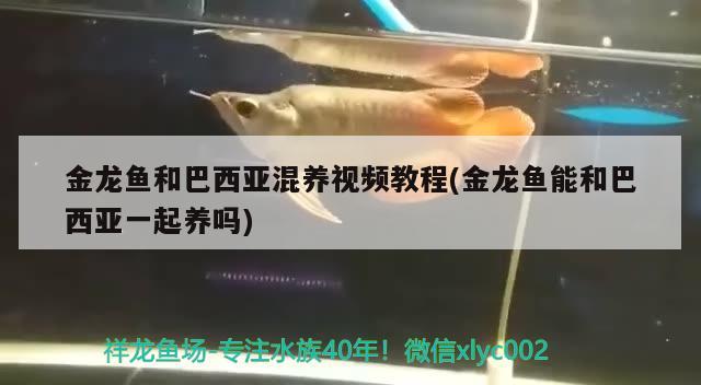 金龍魚和巴西亞混養(yǎng)視頻教程(金龍魚能和巴西亞一起養(yǎng)嗎)