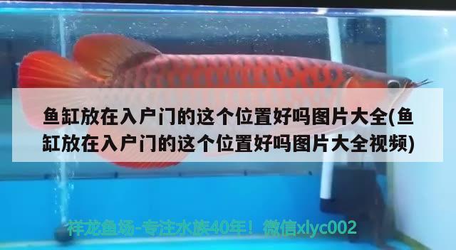 魚缸放在入戶門的這個位置好嗎圖片大全(魚缸放在入戶門的這個位置好嗎圖片大全視頻) 魚缸水質(zhì)穩(wěn)定劑